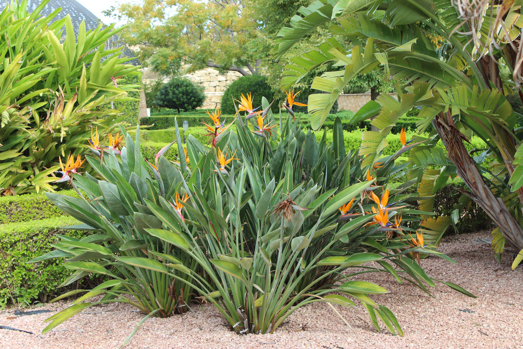 Strelitzia reginae 2