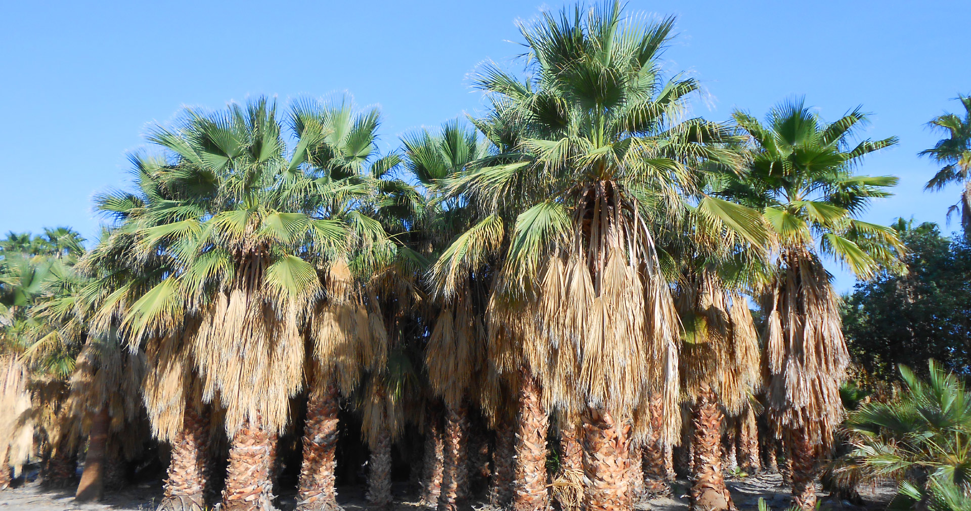 Palm Trees For San Go California West Coast And Palm Tree Farm
