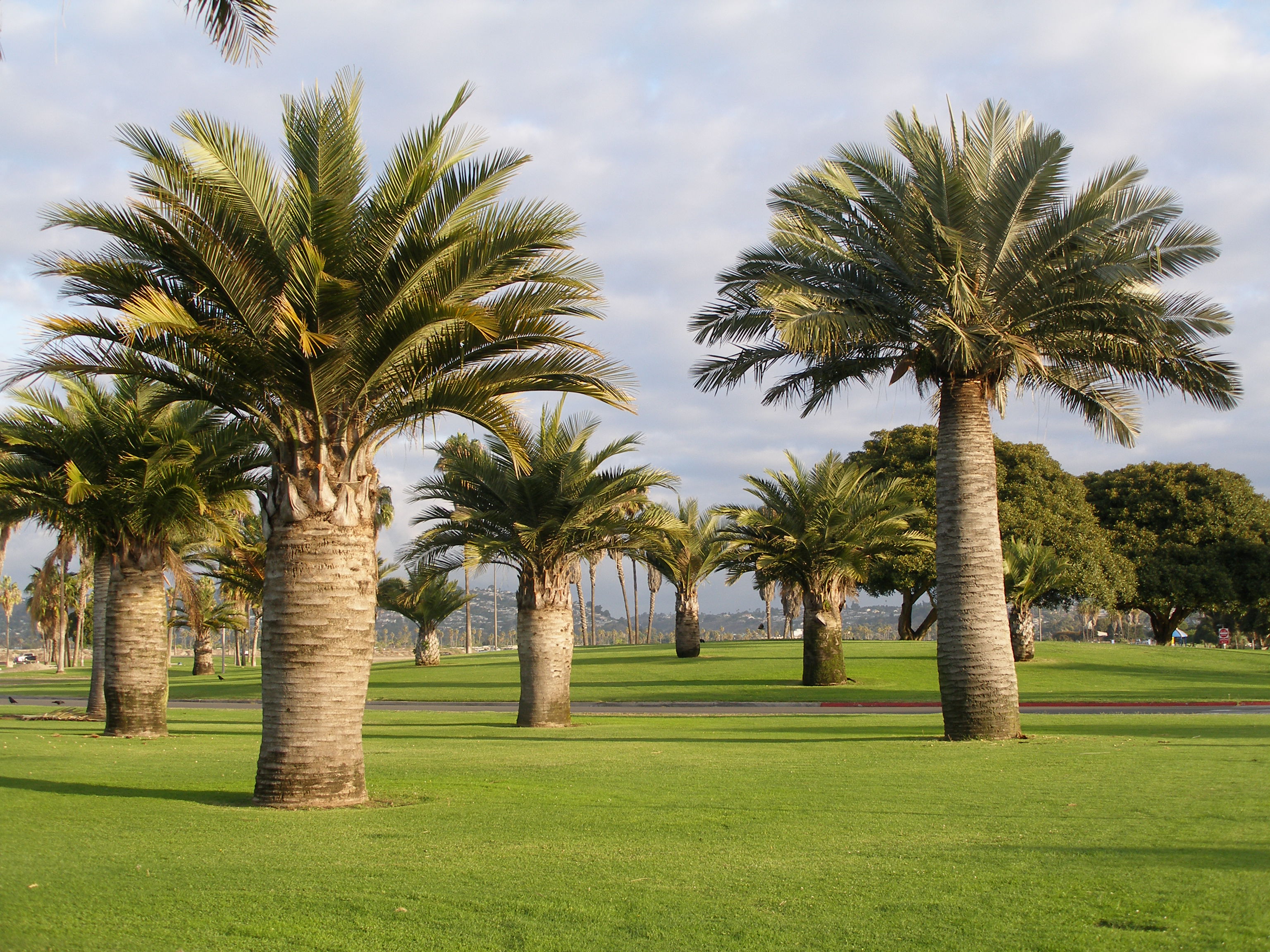 California Palm Trees For Sale CONTACT West Coast Trees California Palm Trees For Sale CONTACT West Coast Trees