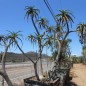 Tree Photos-Aloe Banseii