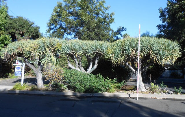 tree landscaping service california