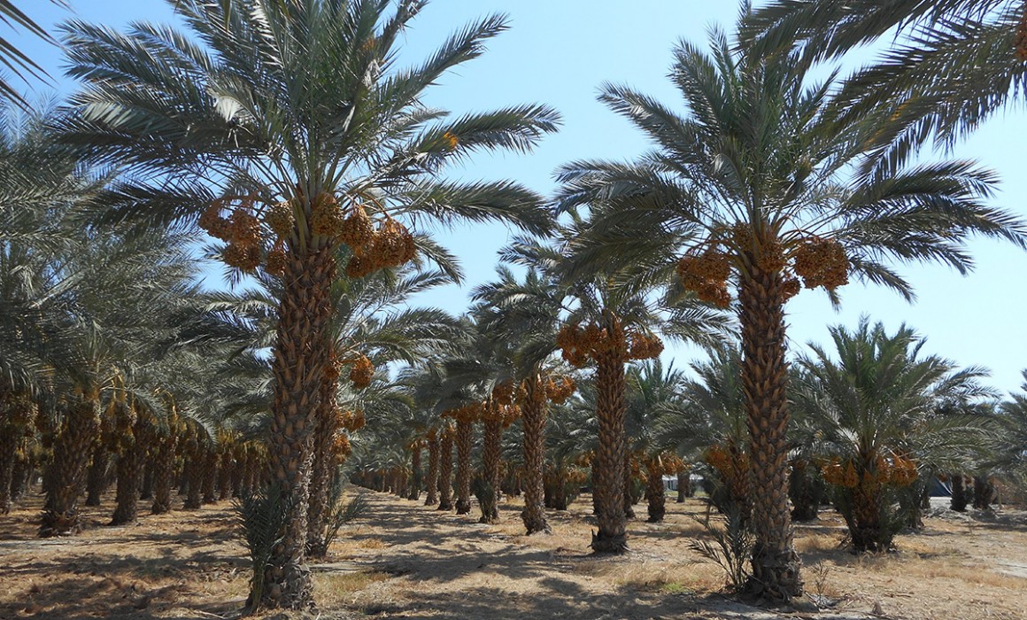 Southern California Planting Tree