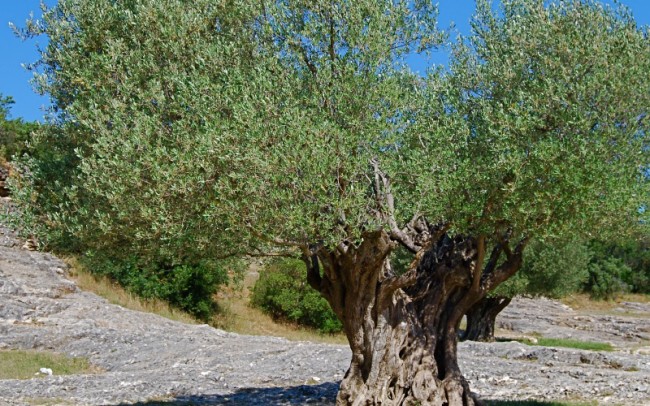 Olea europaea Wilsoni Sale Dealer