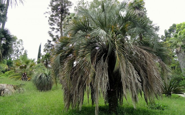 Butia odorata (capitata) sale dealer