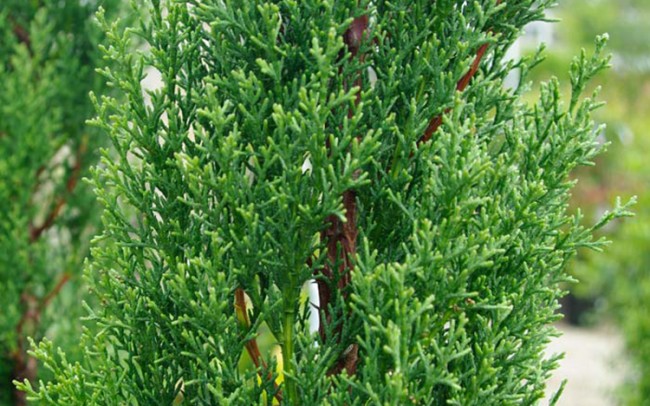 Cupressus sempervirens Sale Dealer