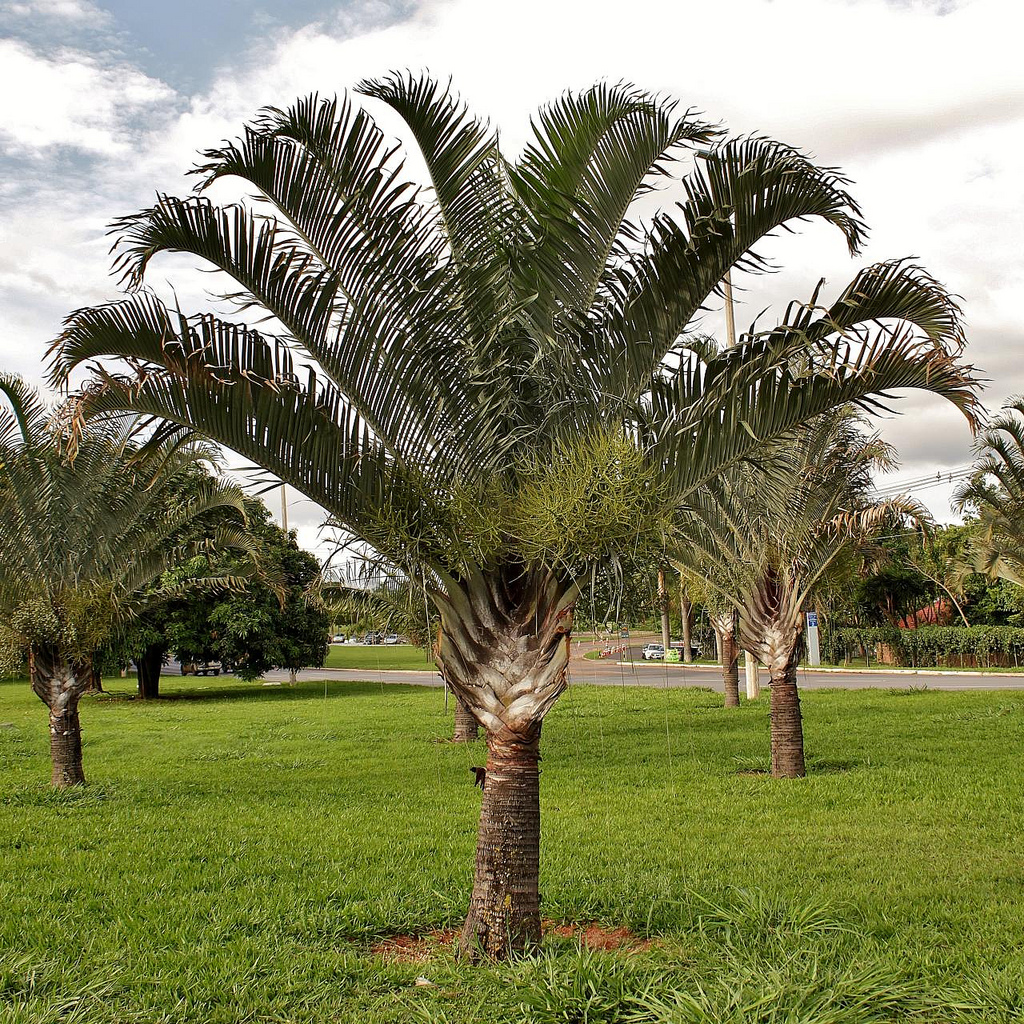 Quality Dypsis Decaryi Palm Trees West Coast Trees