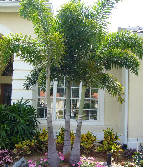 palm landscape