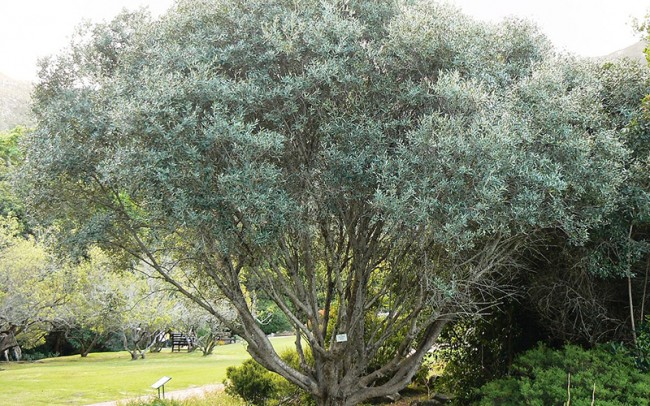 Olea europaea sale dealer