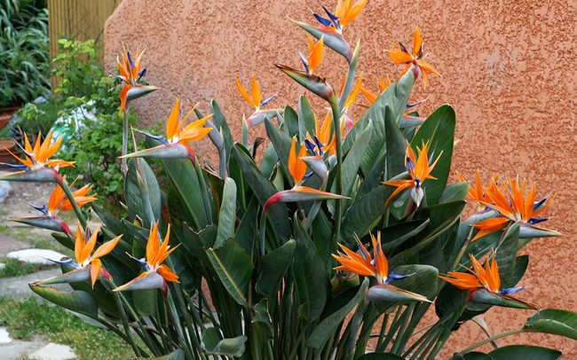 Strelitzia Reginae Sale Dealer