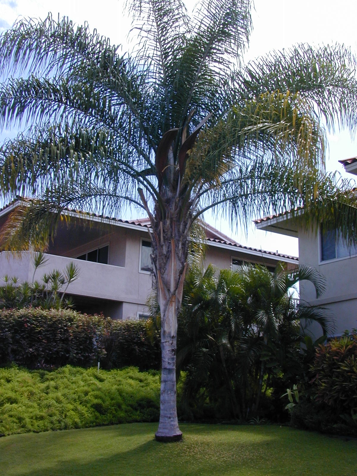 杆高4米 自然高度6.5米 皇后葵树（金山葵）棕榈树 椰子树-阿里巴巴