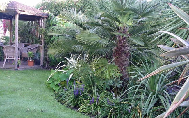 Trachycarpus Wagnerianus Sale Dealer