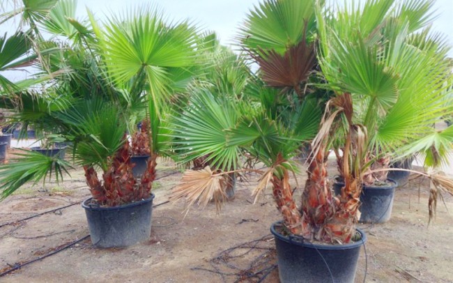 Washingtonia robusta multi sale dealer