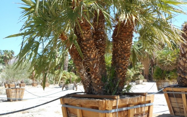 Chamaerops humilis sale dealer tree