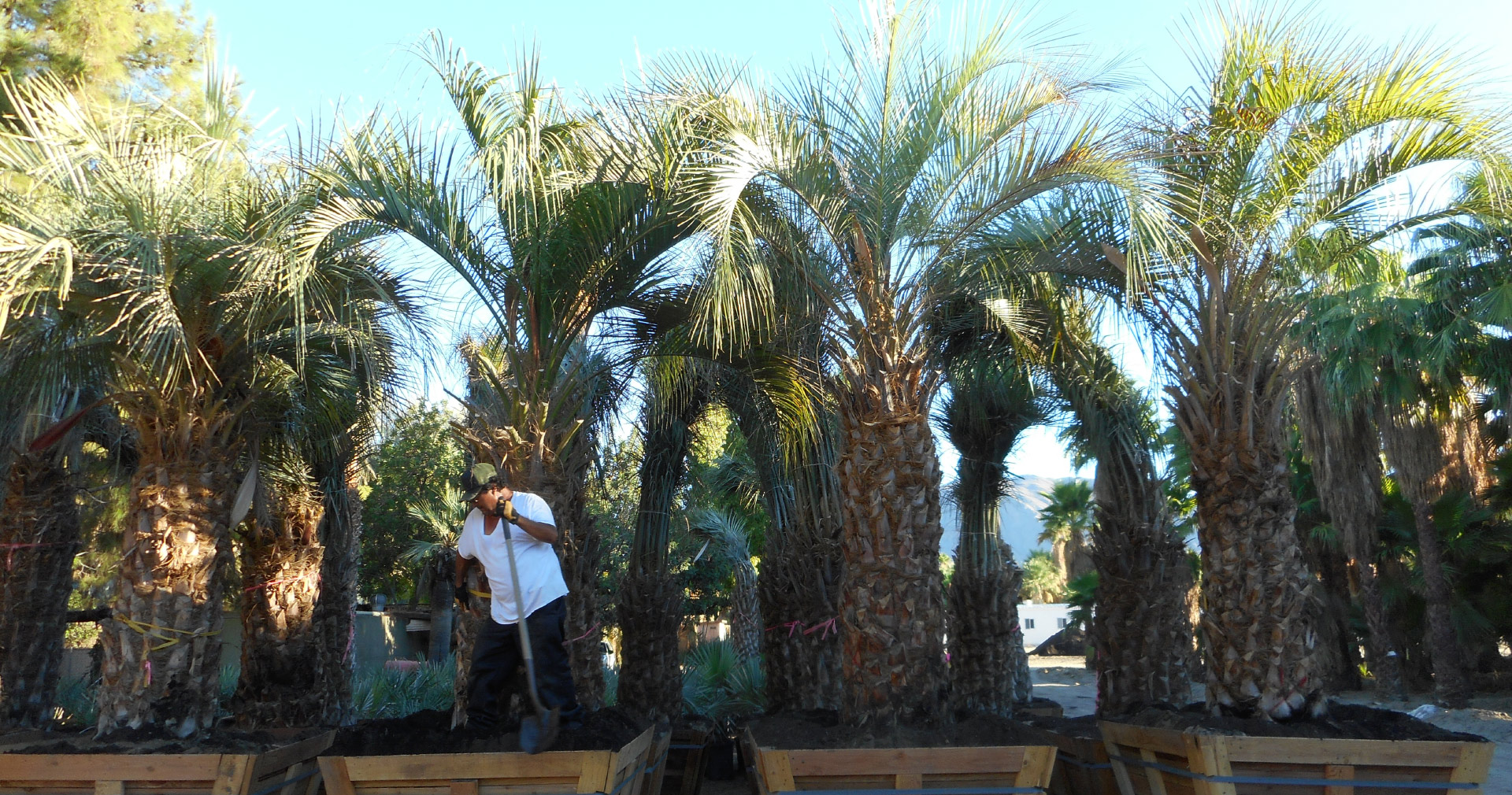 palm trees for sale san diego, california | west coast trees