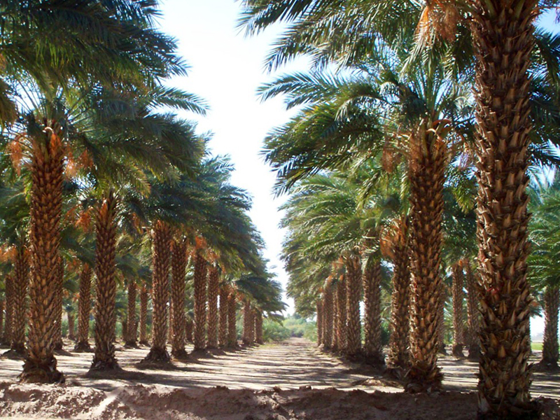 PalmTrees San Diego, Los Angeles, Houston, Las Vegas