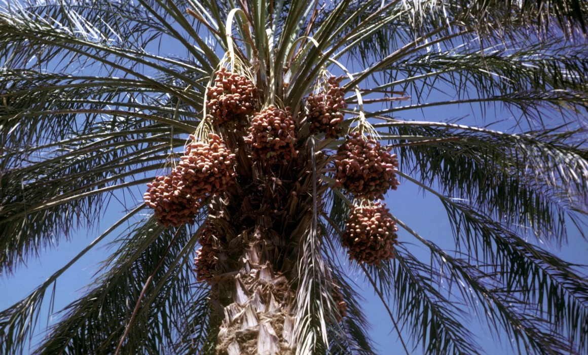 Phoenix dactylifera palm trees