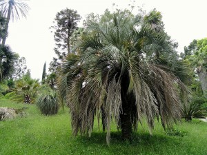 desert planting tips