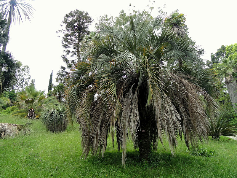 How Do Desert Plants Survive Dry Conditions West Coast Trees