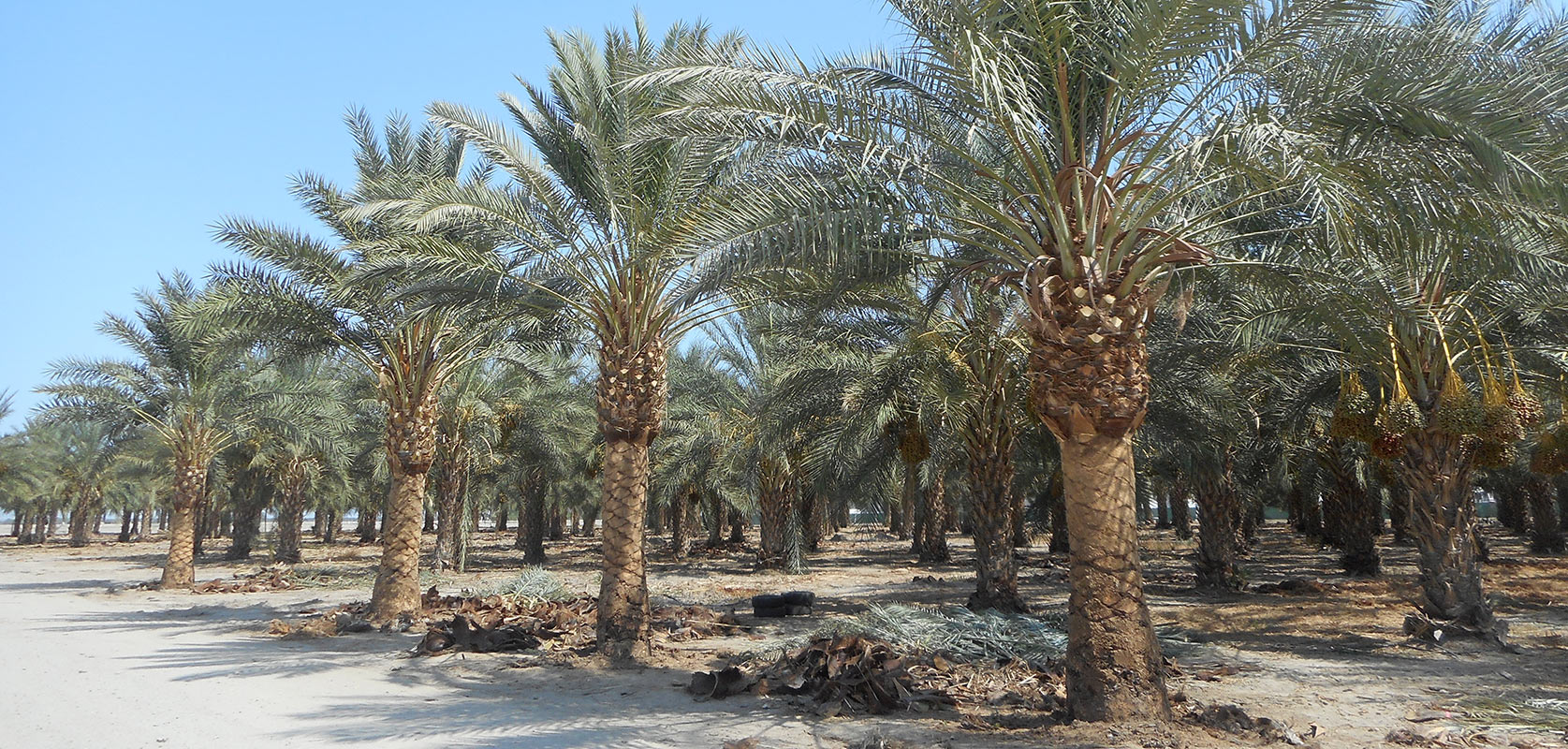 Palm Trees for Sale San Diego, California West Coast Trees
