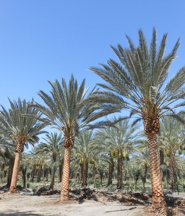 palm tree planting tips southern california