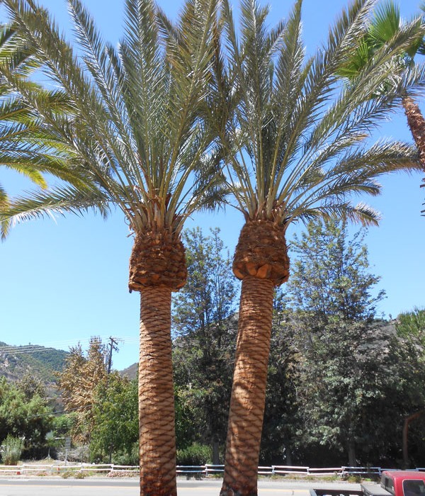 community-landscaping-west-coast-trees