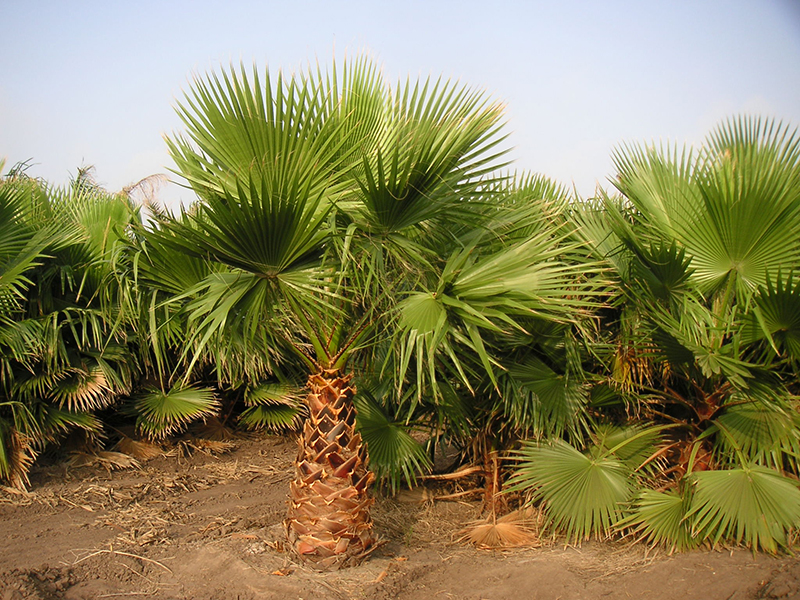 Different Palm Tree Types