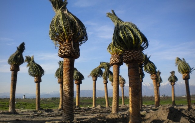 Los-Angeles-Palm-Trees-Phoenix-Canariensis