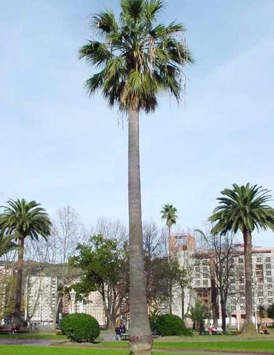 Get Your California Fan Palm Trees from the World’s #1 Supplier