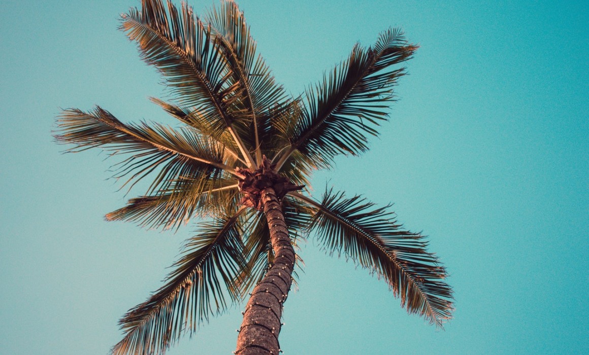 3 Steps to Caring for Your Palm Trees in California