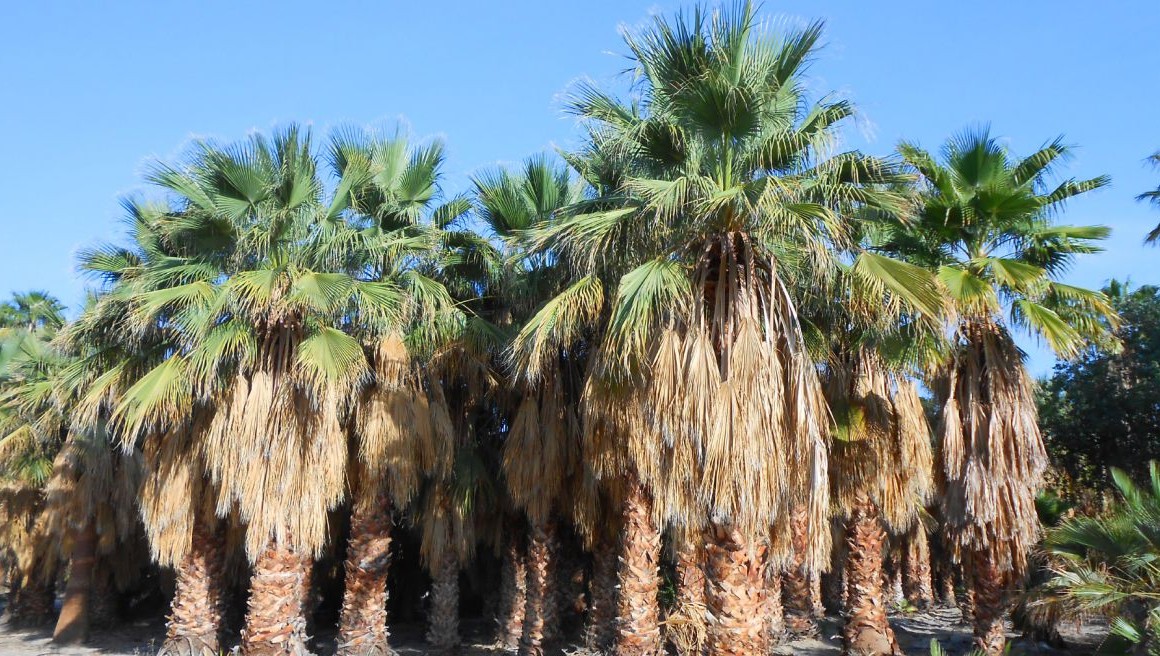 The Hearty Washingtonia filifera (California Fan Palm)